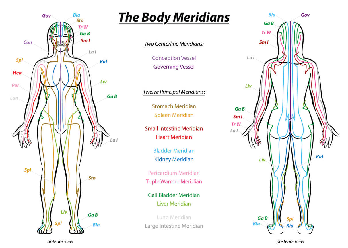 diagram showing the 12 chinese yin yoga body meridians on the front and back of a woman's body